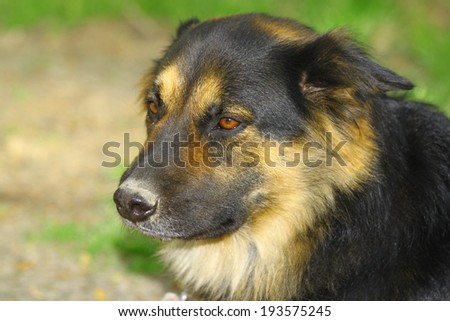 A portrait of Bear the German Shepherd Rottweiler mix outside on a summer day