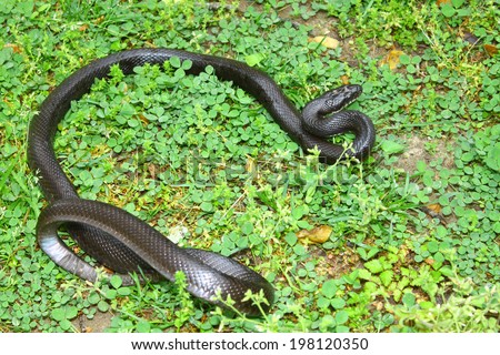A large black rat snake among the ground cover / foliage on a summer day
