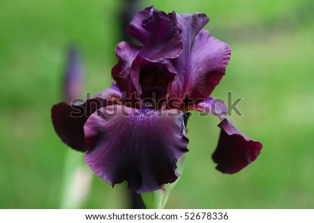 A closeup of a black velvet bearded iris using a shallow depth of field