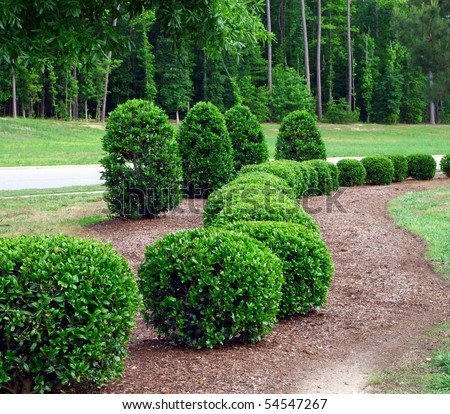 a well landscaped and manicured hedge of bushes with mulch and grass in a curved pattern.