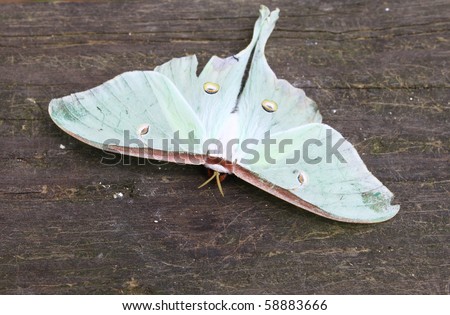 a top view of a luna moth with room for your text