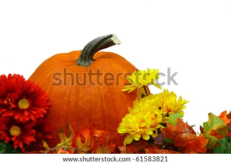 A seasonal thanksgiving holiday design with a pumpkin flowers and fall leaves isolated on white with room for your text