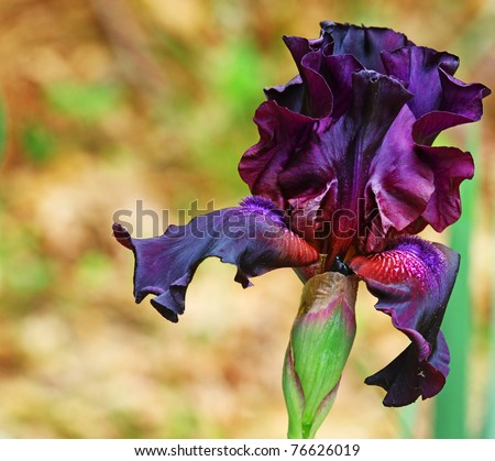 A Beautiful young new Black Velvet Iris growing outside during spring using a shallow depth of field with room for your text.
