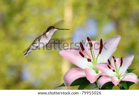 A female ruby throated hummingbird hovering over two pink and white Lilies on a spring day using a shallow depth of field outside with room for your text
