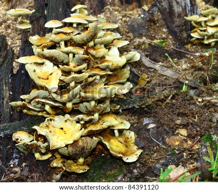 A large cluster grouping of small brown mushrooms growing around the base of an old dead oak tree covered with an early morning rainfall