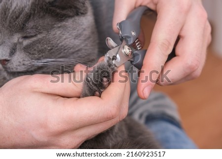 A man cuts the claws of a young gray cat with a claw cutter. Chartreuse resists. Stock foto © 