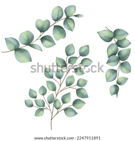 Eucalyptus leaf watercolor painting on white
