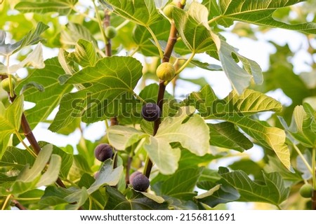 Fig tree with fruits. Summer. fruits on the tree. The fig grew on the street. A fruitful tree in hot countries. Berries on a tree. Food for vegetarians from. Bush with figs. Ripe figs  Foto stock © 