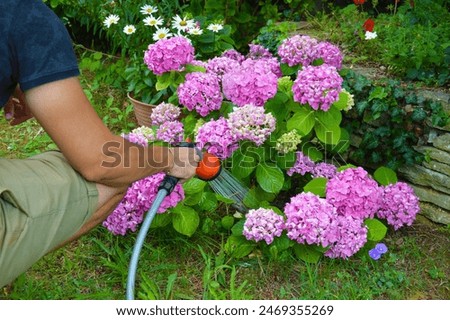 Similar – Image, Stock Photo Hydrangea Environment