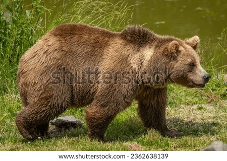 Similar – Image, Stock Photo Wild Grizzly bear walking in the mountains