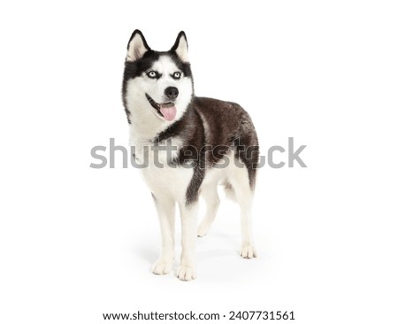 Similar – Image, Stock Photo Malamute dog standing on lake shore against water