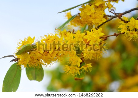 Similar – Image, Stock Photo yellow star flowers of golden lily against dark background