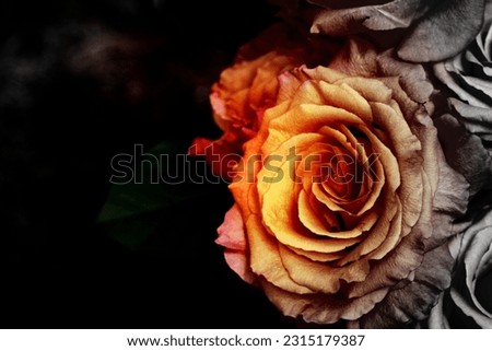 Similar – Image, Stock Photo Faded flowers