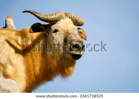 Similar – Image, Stock Photo Curiously looks the head of a wooden swan to the edge of the picture . In the background much green and blue sky.