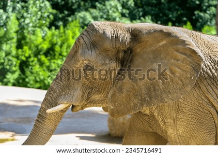 Similar – Image, Stock Photo The old elephant is alone in the Etosha pan. I wonder what he’s been through…