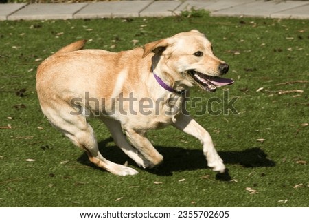 Similar – Image, Stock Photo A young Labrador running towards us