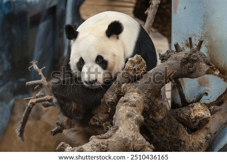 Image, Stock Photo Sweet Lizzy Animal Pet Cat