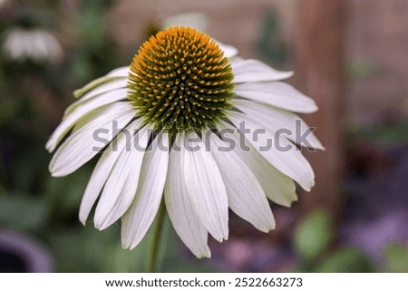 Image, Stock Photo Echinacea purpurea, yellow variety, inflorescence