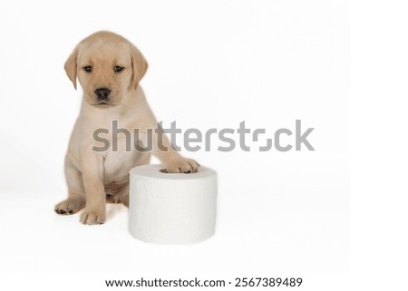 Similar – Image, Stock Photo Blond Labrador and young woman sitting on a brown leather couch