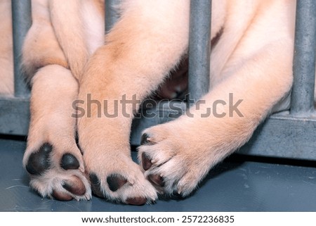 Similar – Image, Stock Photo Baby legs dangling from high chair; baby wearing turquoise outfit with bare feet against white wood background