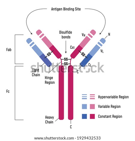 Immune System. Immunoglobulin Structure. Ig antibody diagram.