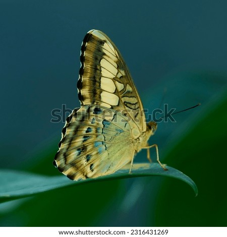 Similar – Image, Stock Photo Flight pause for butterflies