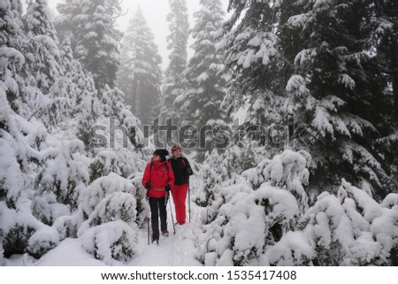 Similar – Image, Stock Photo Winter hiking trail in the spruce forest. Threateningly falling lines.