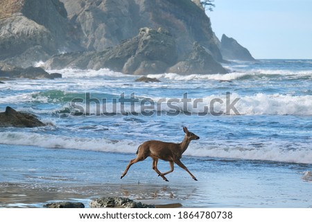 Deer running on sandy beach by sea rocks. Olympic National Park. Washington. United States of America  Foto d'archivio © 