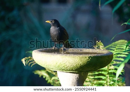 Similar – Foto Bild Amsel im Sonnenschein