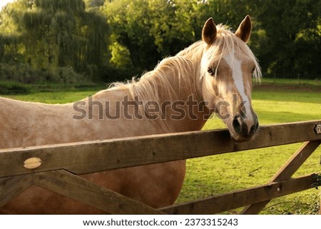 Similar – Funny horses on meadow