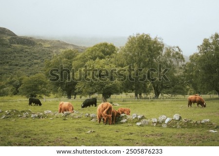 Similar – Image, Stock Photo Highland cow grazing in green grassland at foot of mountain