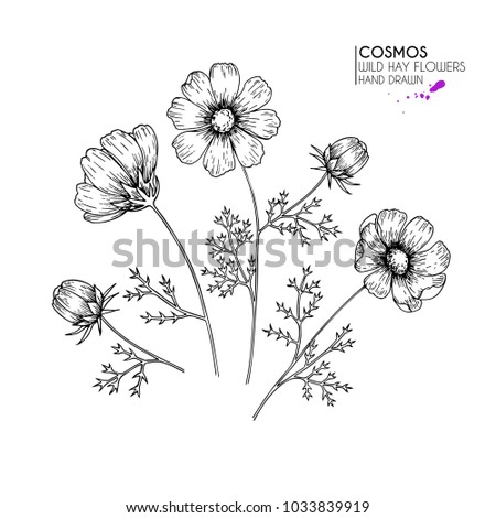 Similar – Image, Stock Photo blooming cosmetics Cosmea