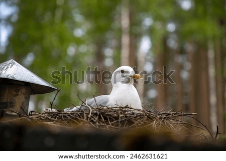 Similar – Image, Stock Photo Gull on the roof Roof