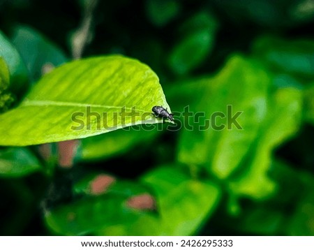 Similar – Image, Stock Photo On the Abyss Beetle