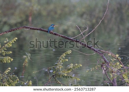 Similar – Image, Stock Photo Kingfisher waiting for prey