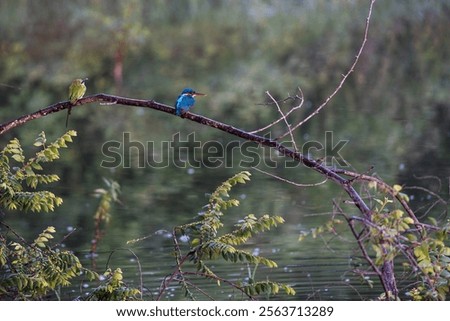 Similar – Image, Stock Photo Kingfisher waiting for prey