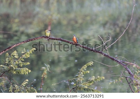 Image, Stock Photo Kingfisher waiting for prey