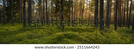 Similar – Foto Bild Blick auf den Kiefernwald mit blauem Himmel im Licht des Sonnenuntergangs