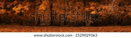 Similar – Foto Bild Bunte dichte herbstliche Waldlandschaft