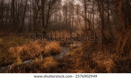 Similar – Image, Stock Photo Overgrown trees in foggy forest under sky