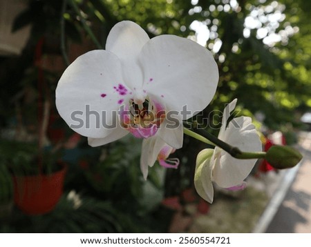 Similar – Moon Orchid Environment