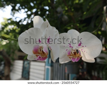 Similar – Moon Orchid Environment