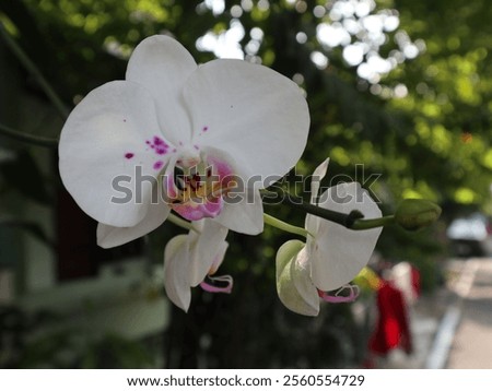 Similar – Moon Orchid Environment