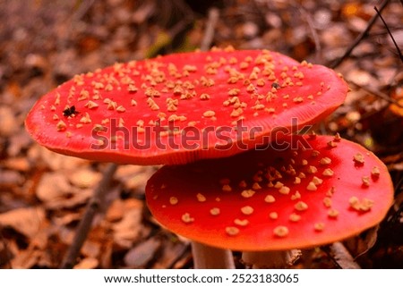 Similar – Image, Stock Photo Toadstools close up