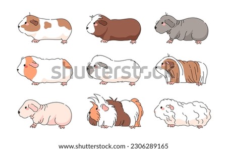 Vector Guinea Pig Breeds Collection - Isolated set of american, crested, skinny, himalayan, merino, silky, teddy, sheba guinea pigs.