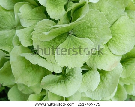 Similar – Image, Stock Photo Green Hydrangea Flowers in the Garden