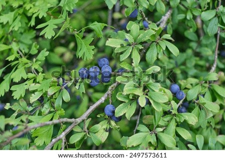Similar – Image, Stock Photo Bush between blue and gray