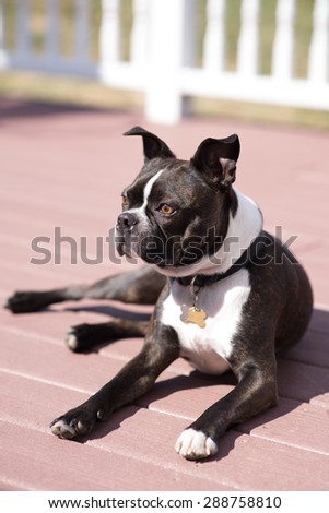 Boston Terrier laying down in the sun during the warm summer dog day