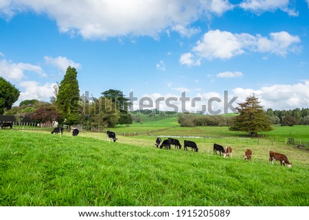 Several cows graze on the green meadow on a hill in a bright sunny day with blue sky. Natural Background. Foto d'archivio © 