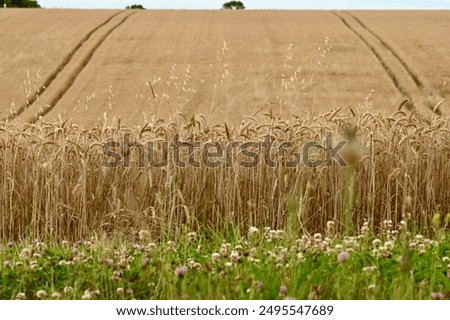 Similar – Image, Stock Photo Harvest time. The wheat is in full bloom right now. The stalks are bending.